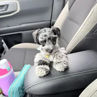 Oakley, a female Miniature Schnauzer for sale in Chickamauga, GA – Photo 1 of 4