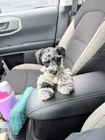 Oakley, a female Miniature Schnauzer for sale in Chickamauga, GA – Photo 1 of 4