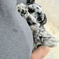 Oakley, a female Miniature Schnauzer for sale in Chickamauga, GA – Photo 2 of 4