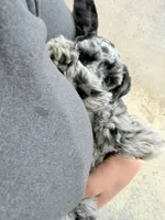 Oakley, a female Miniature Schnauzer for sale in Chickamauga, GA – Photo 2 of 4