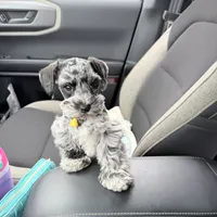 Oakley, a female Miniature Schnauzer for sale in Chickamauga, GA – Photo 3 of 4