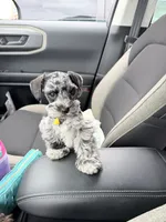 Oakley, a female Miniature Schnauzer for sale in Chickamauga, GA – Photo 3 of 4