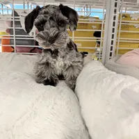 Oakley, a female Miniature Schnauzer for sale in Chickamauga, GA – Photo 4 of 4