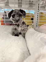 Oakley, a female Miniature Schnauzer for sale in Chickamauga, GA – Photo 4 of 4