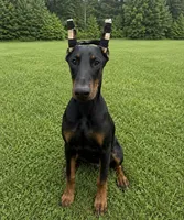 Penny , a female Doberman Pinscher for sale in Chickamauga, GA – 1 of 2