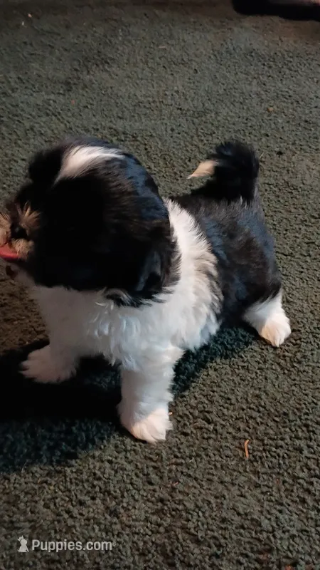 Bunny – Shih Tzu puppy for sale in Martville, NY
