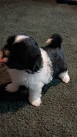 Bunny, a female Shih Tzu for sale in Martville, NY – 1 of 10