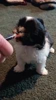 Bunny, a female Shih Tzu for sale in Martville, NY – 3 of 10