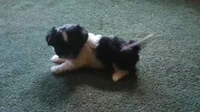 Bunny, a female Shih Tzu for sale in Martville, NY – 2 of 10