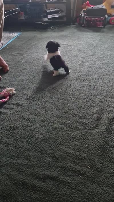 Bunny, a female Shih Tzu for sale in Martville, NY – 4 of 10