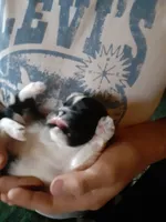 Bunny, a female Shih Tzu for sale in Martville, NY – 6 of 10