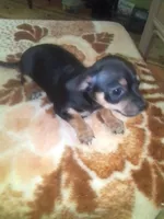 Peanut, a male Chihuahua and Shih Tzu for sale in Adel, GA – 2 of 4