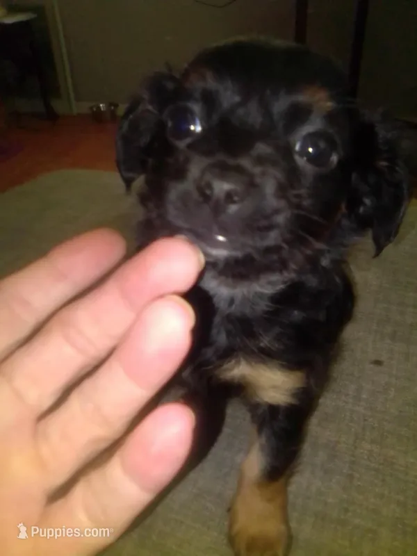 Peanut – Chihuahua, Shih Tzu puppy for sale in Adel, GA