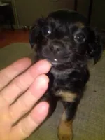 Peanut, a male Chihuahua and Shih Tzu for sale in Adel, GA – 1 of 4
