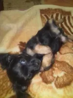 Peanut, a male Chihuahua and Shih Tzu for sale in Adel, GA – 3 of 4