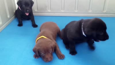 Berettas Girls, a female Labrador Retriever for sale in Patterson, GA – 2 of 2