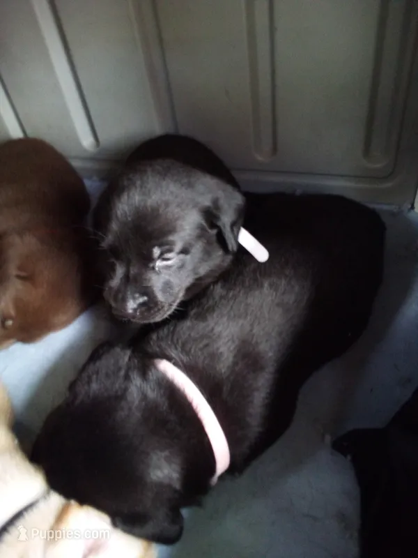 Berettas Girls – Labrador Retriever puppy for sale in Patterson, GA