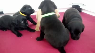 Ravens Boy, a male Labrador Retriever for sale in Patterson, GA – 2 of 2