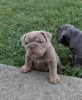 Pending, a female English Bulldog for sale in Benton, KY – 6 of 9