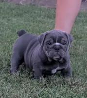 Sofie, a female English Bulldog for sale in Benton, KY – 2 of 8