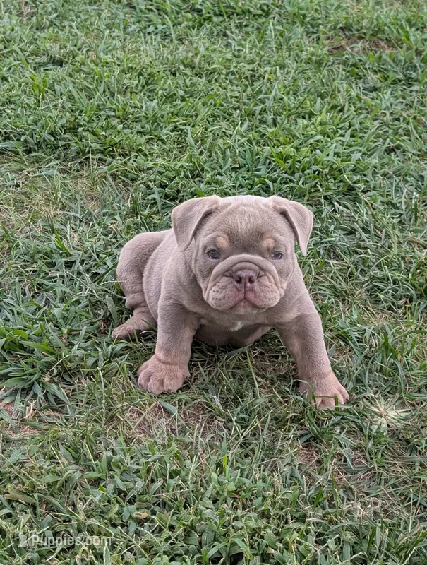 Pending – English Bulldog puppy on hold in Benton, KY