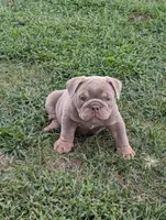 Pending, a female English Bulldog for sale in Benton, KY – 1 of 9