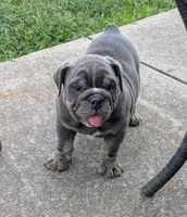 Sofie - Ready to go, a female English Bulldog for sale in Benton, KY – 2 of 9