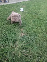 Marshmellow, a female English Bulldog for sale in Benton, KY – 3 of 4