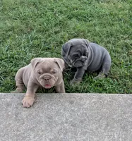 Pending, a female English Bulldog for sale in Benton, KY – 7 of 9
