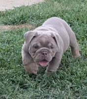 Lilac Tri, a female English Bulldog for sale in Benton, KY – 1 of 9