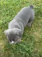 Sofie, a female English Bulldog for sale in Benton, KY – 3 of 8