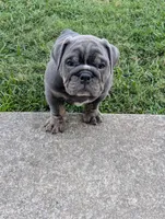 Sofie - Ready to go, a female English Bulldog for sale in Benton, KY – 7 of 9