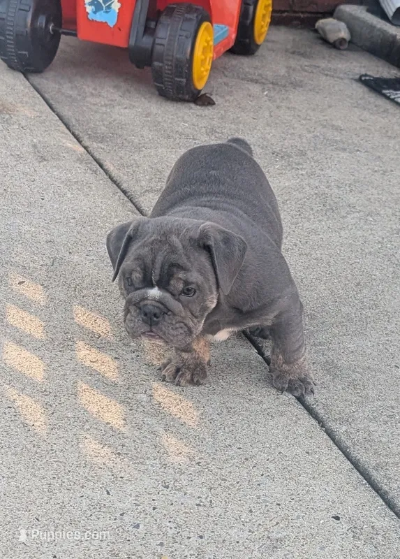Sofie – English Bulldog puppy for sale in Benton, KY