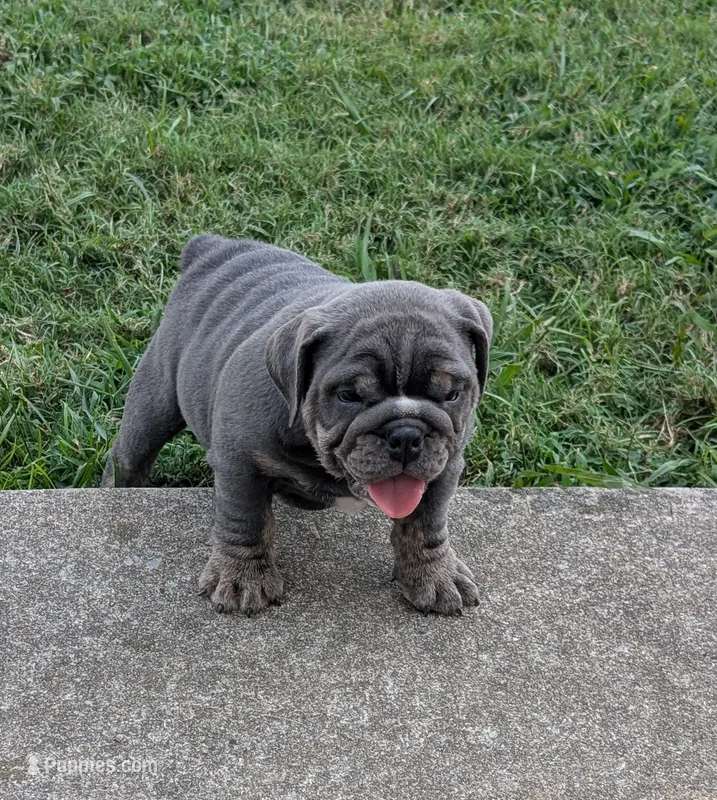 Sofie - Ready to go – English Bulldog puppy for sale in Benton, KY