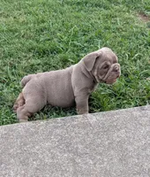Pending, a female English Bulldog for sale in Benton, KY – 8 of 9