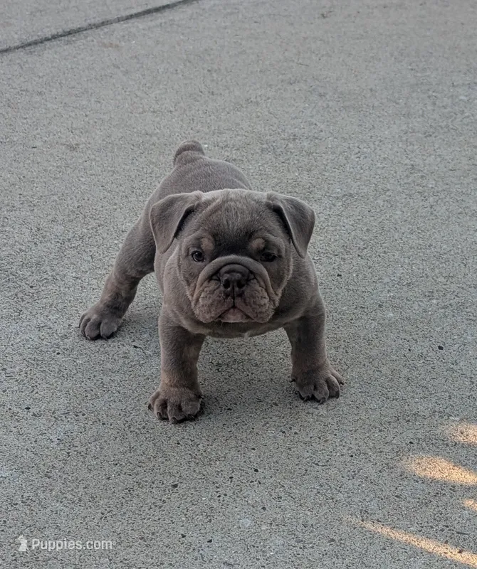 Marshmellow – English Bulldog puppy for sale in Benton, KY
