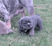 Sofie, a female English Bulldog for sale in Benton, KY – 8 of 8