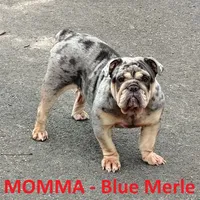Sofie, a female English Bulldog for sale in Benton, KY – 5 of 8