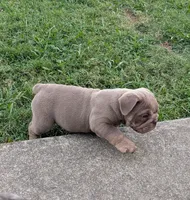Pending, a female English Bulldog for sale in Benton, KY – 9 of 9