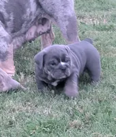 Sofie, a female English Bulldog for sale in Benton, KY – 4 of 8