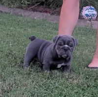 Sofie, a female English Bulldog for sale in Benton, KY – 7 of 8