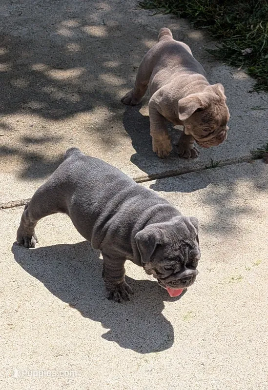 Sofie – English Bulldog puppy for sale in Benton, KY