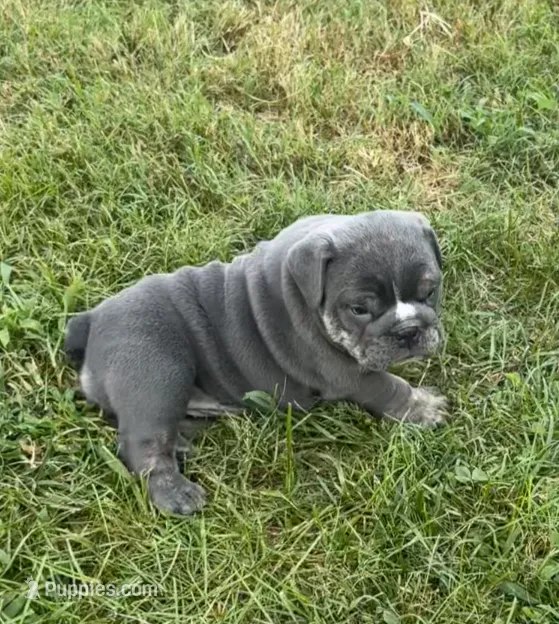 Sofie – English Bulldog puppy for sale in Benton, KY