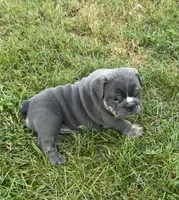 Sofie, a female English Bulldog for sale in Benton, KY – 1 of 8