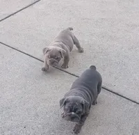 Marshmellow, a female English Bulldog for sale in Benton, KY – 4 of 4
