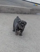 Sofie - Ready to go, a female English Bulldog for sale in Benton, KY – 4 of 9