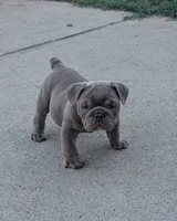Marshmellow, a female English Bulldog for sale in Benton, KY – 2 of 4