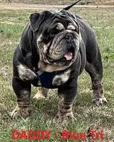 Sofie, a female English Bulldog for sale in Benton, KY – 6 of 8