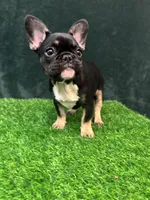 Black, a female French Bulldog for sale in Chapin, SC – Photo 3 of 10