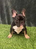 Black, a female French Bulldog for sale in Chapin, SC – Photo 8 of 10